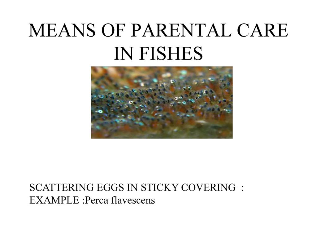 Parental care shop in fishes ppt